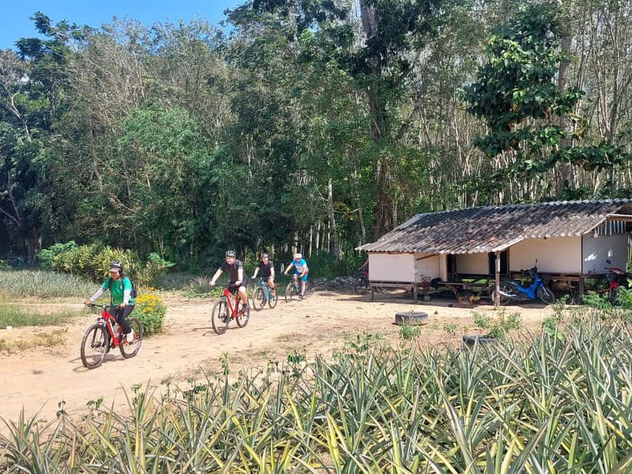 Phuket: Half-Day Countryside Cycling Tour with Lunch - Traditional Village Break: Coconut, Snacks, and Local Rhythm