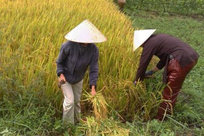 Private Cycling Tour in Rural Hue with Farming Experience - Thanh Toàn Bridge farmer work: tea-break rural reality (not a staged show)