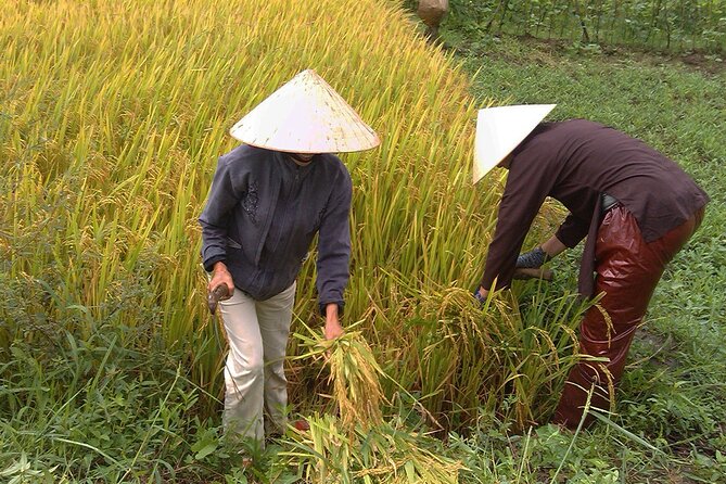 Private Cycling Tour in Rural Hue with Farming Experience - Thanh Toàn Bridge farmer work: tea-break rural reality (not a staged show)