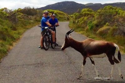 Private Cycling Tour to Cape Point from Cape Town - Chapman’s Peak Drive: the big scenic payoff on a bike