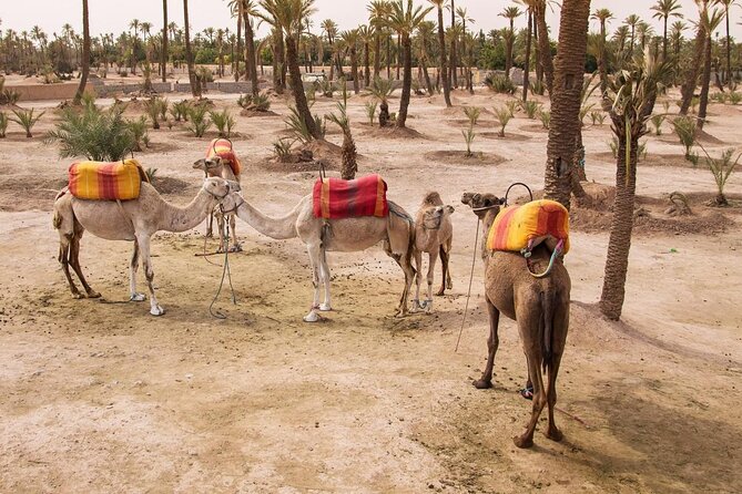 Quad bike ride palm grove Desert of Marrakech mountain bike - Key Highlights Worth Booking For