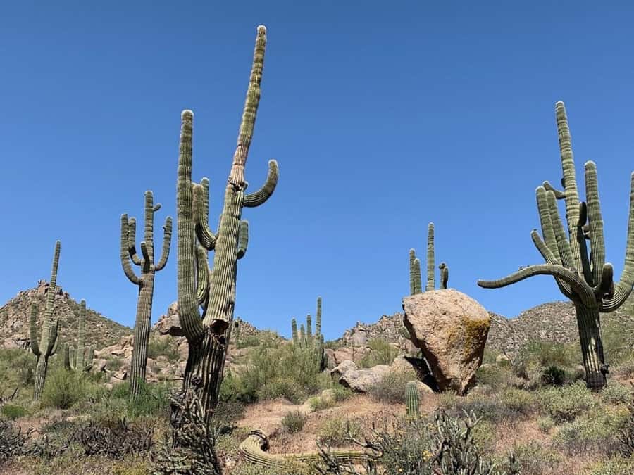 Scottsdale: Guided Mountain Bike Tour through the Desert - Why this Scottsdale desert mountain bike tour feels worth it