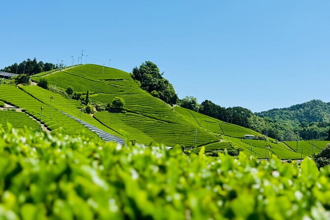 Slow Cycling Tour at Uji's Matcha Green Tea Fields and Heritage - Pace, timing, and what a 4.5-hour “slow” day feels like