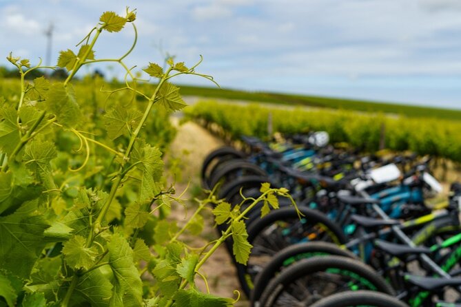 Stellenbosch Half Day Winelands Mountain Bike Tour - Key highlights to know before you go