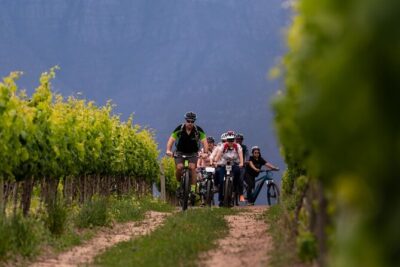 Stellenbosch Half Day Winelands Mountain Bike Tour - Start at Skilpadvlei: tortoises, farm roots, and a working estate