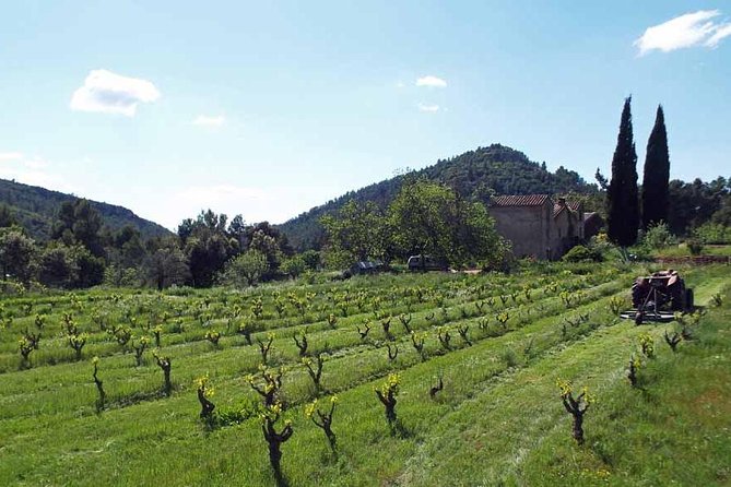 The Grape Escape! Cycling in Beautiful Scenery with Wine Tasting - Bike Rent Salou: Gear Up for the Downhill Glide