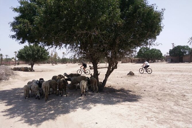 The Palmery Off-Road Bike Tour from Marrakech - Getting the most out of your ride (without overdoing it)