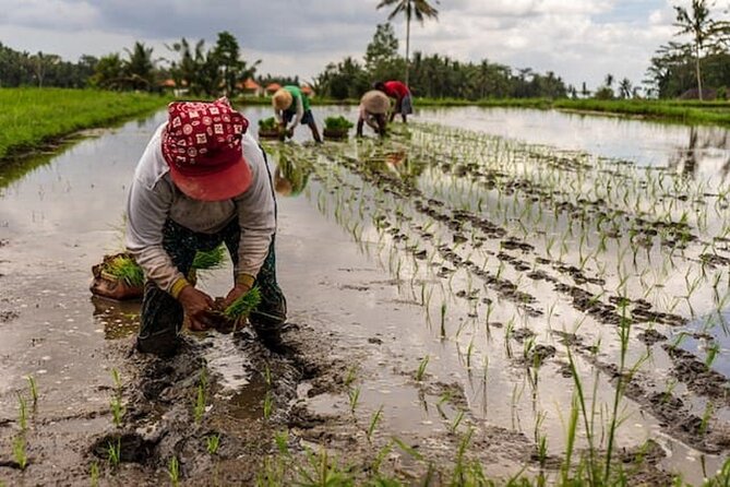 Ubud: Downhill Cycling with Volcano, Rice Terraces and Meal - The small-group difference: four people changes the whole day