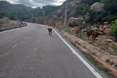 Vietnam Cycling Tour: Ho Chi Minh city to Hoi An - The Ride Rhythm: Pace, Private Group, and the Comfort Mix