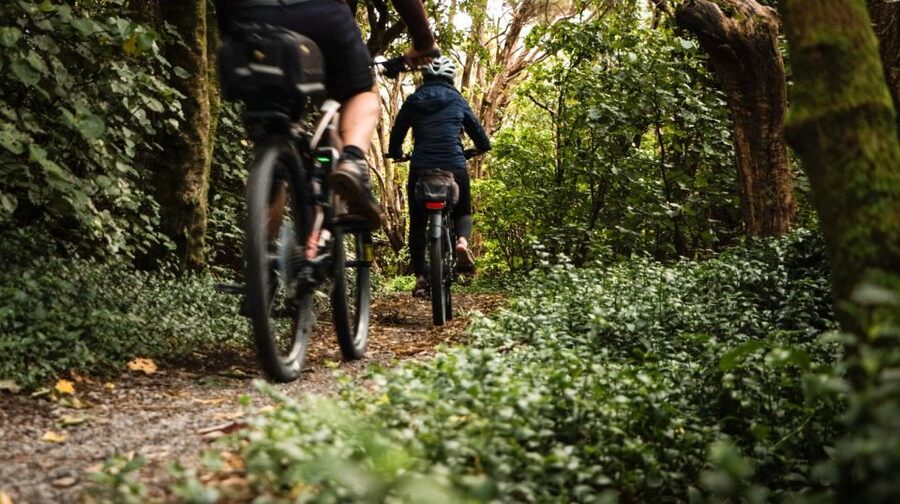 Wellington: Remutaka Rail Trail Cycle Tour - Swing Bridge Views: When the Scenery Feels Close to Your Tires