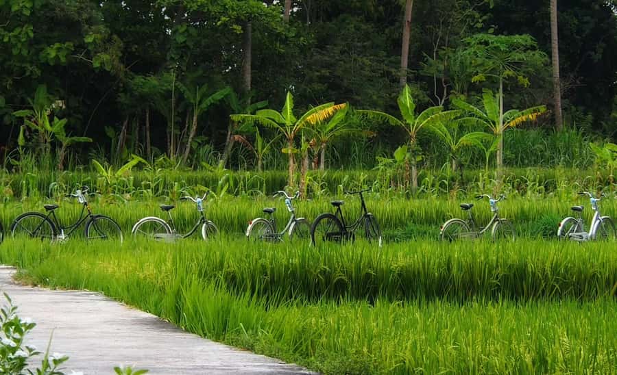 Yogyakarta: Countryside Village Cycling Tour With Guide - Pedaling Through Fields: Rice, Corn, Chili, Green Beans, and Sugarcane