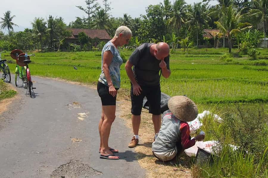 Yogyakarta: Countryside Village Cycling Tour With Guide - Price and Logistics: When $46 Makes Sense (and When It Might Not)